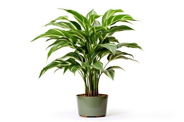 Fototapeta premium Chinese evergreen plant nature leaf.