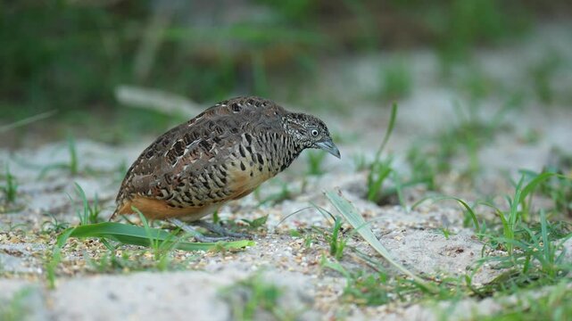 Blue-breasted Quail (Synoicus chinensis ) bird watching in the forest.