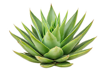 Fototapeta premium Vibrant green succulent plant with sharp leaves on black background, cut out