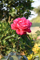 Beautiful red rose flower closeup in garden, A very beautiful red rose flower bloomed on the rose tree, Rose flower closeup, bloom flowers, Natural spring flower, Natural floral background,