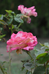 Beautiful pink white rose flower closeup in garden, A very beautiful pink white yellow rose flower bloomed on the rose tree, Rose flower closeup, bloom flowers, Natural spring flower floral background
