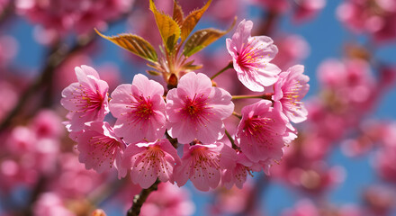 Vibrant Pink Cherry Blossoms Close-Up Against Vivid Blue Sky