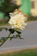 Beautiful white rose flower closeup in garden, A very beautiful white rose flower bloomed on the rose tree, Rose flower closeup, bloom flowers, Natural spring flower, Natural floral background,