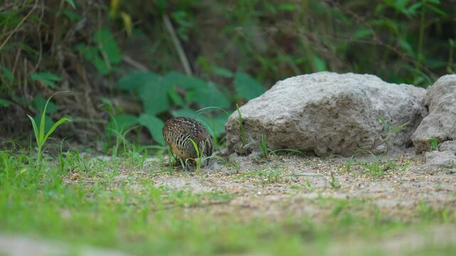 Blue-breasted Quail (Synoicus chinensis ) bird watching in the forest.