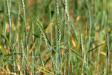 Spikelets of cereal plants in the city park.
