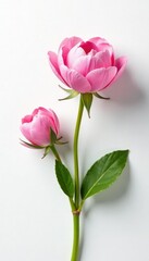 Fototapeta premium Delicate flower blooms on a crisp white surface, isolated, flora, foliage