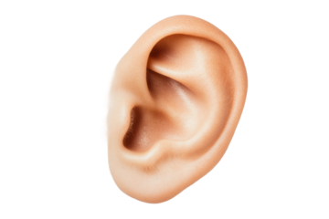 Close-up of human ear on white background illustrating auditory detail, cut out
