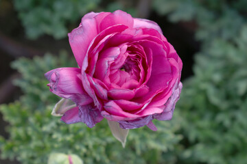 Beautiful Pink ranunculus flower growing in an outdoor flower garden. ranunculus flower closeup, Pink blooming flower, Closeup shot of a beautiful blossoming ranunculus in field