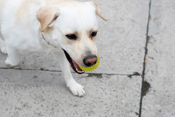 Labrador playing with a ball