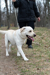 Woman walking labrador in the park
