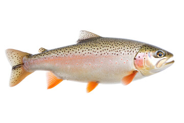 Colorful rainbow trout fish isolated on black background, cut out