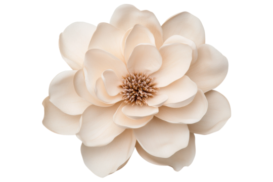 Elegant beige flower with layered petals on black background, cut out