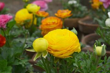 Beautiful Yellow ranunculus flower growing in an outdoor flower garden. ranunculus flower closeup,...
