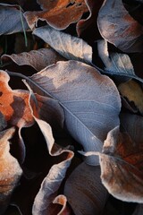 Autumn leaves  magnolias on the ground