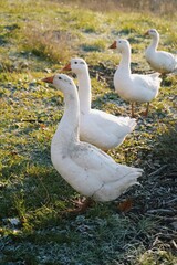 Geese in the morning sun