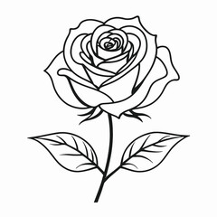 Elegant Line Art Rose Flower Botanical Illustration