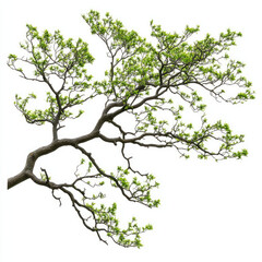 Fototapeta premium Branch with fresh green leaves on white background