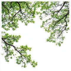 Green tree branches isolated on white background