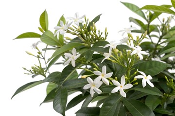 Obraz premium Jasmine isolated on white background