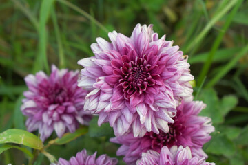 Obraz premium Beautiful Pink chrysanthemum flowers closeup in the winter garden, Closeup of Chrysanthemum flower, Field of the Pink Chrysanthemum, Beautiful Pink flower blooming in nature.