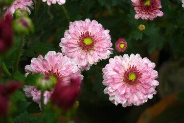 Obraz premium Beautiful Pink chrysanthemum flowers closeup in the winter garden, Closeup of Chrysanthemum flower, Field of the Pink Chrysanthemum, Beautiful Pink flower blooming in nature.
