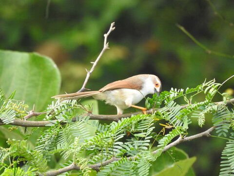 A Yellow-eyed Babbler with a long tail and striking orange-yellow eye rings balances delicately on a leafy, thorny acacia branc