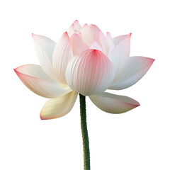 Lotus Flower isolated on white background