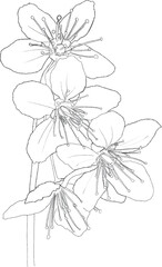 Flower monoline hand drawing minimalist one line art illustration