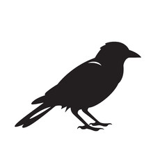 Obraz premium Black crow silhouette, a vector illustration of a wild bird in nature