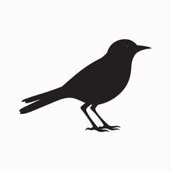 Fototapeta premium Black crow silhouette on a branch, an isolated bird illustration against white