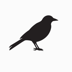 Obraz premium A black crow, a wild bird of nature, stands isolated on a white background with its beak visible while perched on a branch