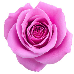 A vibrant pink rose in full bloom, showcasing its delicate petals and intricate layers, symbolizing beauty and elegance. close up view highlights flower natural texture and vivid color