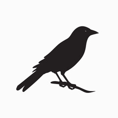Obraz premium Black bird, a crow or blackbird, on a branch isolated against white, a silhouette of nature