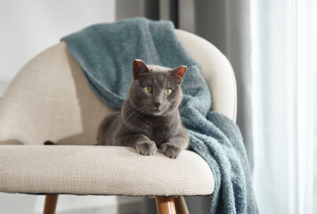 A gray cat comfortably sits on a modern white chair, surrounded by calm natural light. The scene radiates warmth, quiet, and softness.
