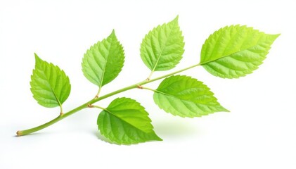 A single branch with delicate leaves isolated on a white background, foliage, branches, green