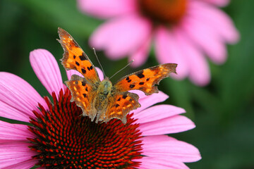 Butterfly on a cornflower.