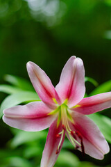 flower white and pink