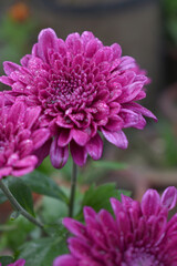 Beautiful Red chrysanthemum flowers closeup in the winter garden, Closeup of Chrysanthemum flower, Field of the Red Chrysanthemum, Beautiful Red flower blooming in nature.