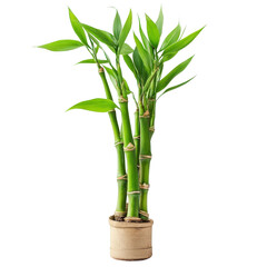 Fototapeta premium Lucky Bamboo isolated on white background