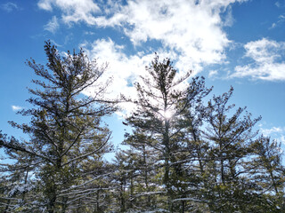 frozen snow covered trees in winter (beautiful forest with distant mountains) clouds sky scenic woods hiking nature area (upstate new york catskills mountains) snowy wintry tree scene catskill gunks