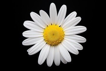 close-up of a fresh white daisy with intricate petal details and a bright Isolated on black background
