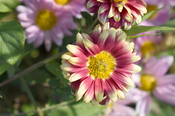 Obraz premium Beautiful White pink chrysanthemum flowers closeup in the winter garden, Closeup of Chrysanthemum flower, Field of the White pink Chrysanthemum, Beautiful White pink flower blooming in nature.