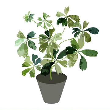Scheffler's flower with textured leaves on isolated white background