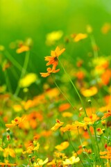 Obraz premium Yellow flowers in the garden for background image