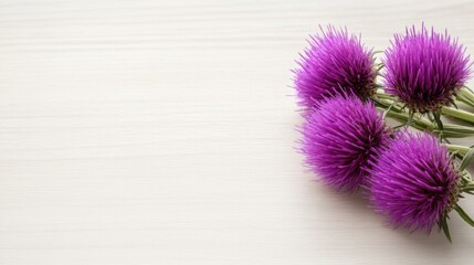 botanical photography, milk thistle flowers in vibrant purple rest on light wood table with space for text close-up shot