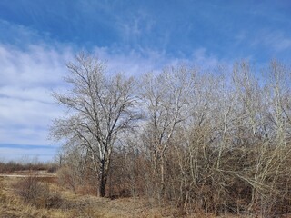 lonely tree in the field