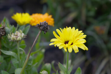 Beautiful Yellow chrysanthemum flowers closeup in the winter garden, Closeup of Chrysanthemum flower, Field of the Yellow Chrysanthemum, Beautiful Yellow flower blooming in nature.