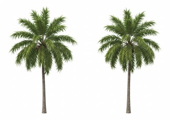Palm tree on white background