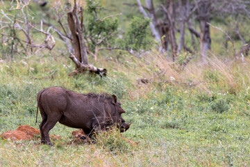 Common Warthog digs in the ground in search of food. Wildlife animal, safari in savanna. Kruger National Park, South Africa. 