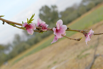 Beautiful Pink Peach Blossoms in a Garden, Pink Peach Flowers Blooming on Peach Tree, Beautiful...